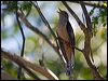 brush_cuckoo_170315