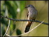 brush_cuckoo_18630