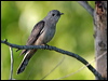 brush_cuckoo_18638