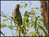 brush_cuckoo_32823