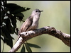 brush_cuckoo_37706