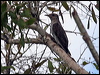 brush_cuckoo_63390