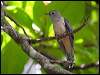 brush_cuckoo_65539