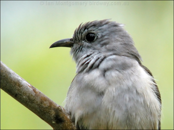 Brush Cuckoo brush_cuckoo_14465.jpg