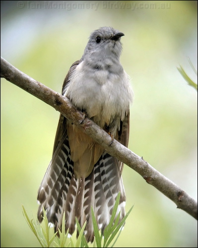 Brush Cuckoo brush_cuckoo_14468.jpg