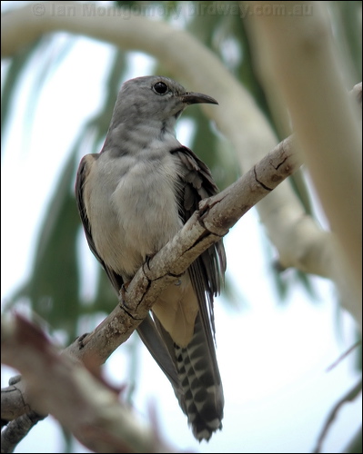 Brush Cuckoo brush_cuckoo_14482.jpg