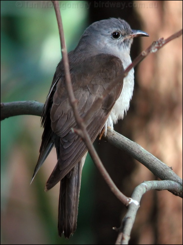 Brush Cuckoo brush_cuckoo_14518.jpg