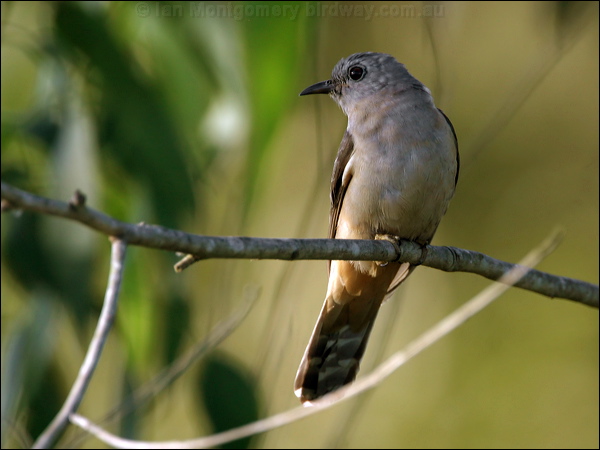 Brush Cuckoo brush_cuckoo_18630.jpg