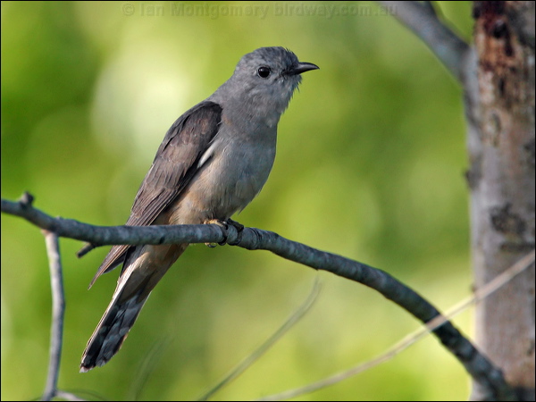 Brush Cuckoo brush_cuckoo_18638.jpg