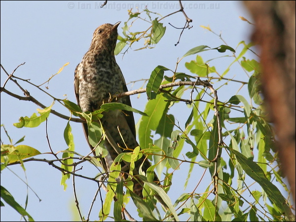 Brush Cuckoo brush_cuckoo_32823.jpg