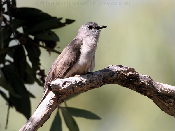 Brush Cuckoo brush_cuckoo_37706.jpg