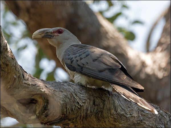 Channel-billed Cuckoo channel_bill_cuckoo_150813.psd
