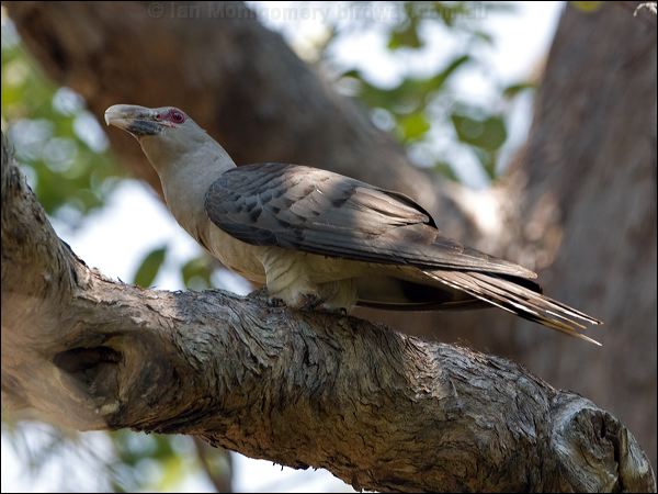 Channel-billed Cuckoo channel_bill_cuckoo_150817.psd