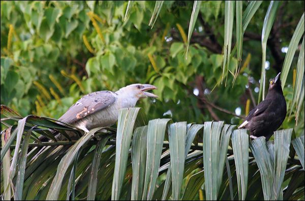 Channel-billed Cuckoo channel_billed_cuckoo_28350.jpg
