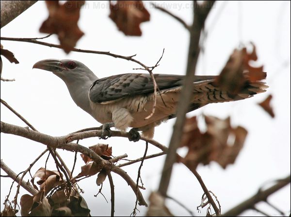 Channel-billed Cuckoo channel_billed_cuckoo_60894.jpg