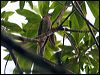 chestnutbreastcuckoo_46501
