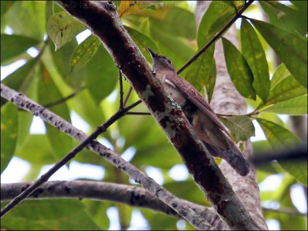 Chestnut-breasted Cuckoo chestnutbreastcuckoo_46493.psd