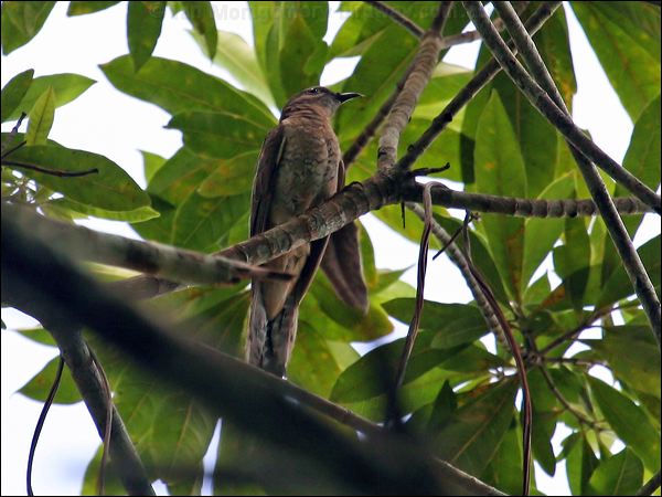 Chestnut-breasted Cuckoo chestnutbreastcuckoo_46501.psd