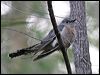 fan_tailed_cuckoo_11768