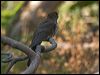 fan_tailed_cuckoo_121375