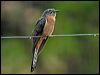 fan_tailed_cuckoo_14546