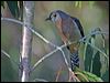 fan_tailed_cuckoo_18648