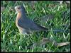 fan_tailed_cuckoo_18661
