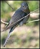fan_tailed_cuckoo_18669