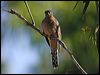 fan_tailed_cuckoo_20863