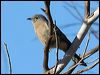 fan_tailed_cuckoo_38350