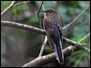 fan_tailed_cuckoo_47431