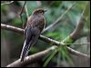 fan_tailed_cuckoo_47435