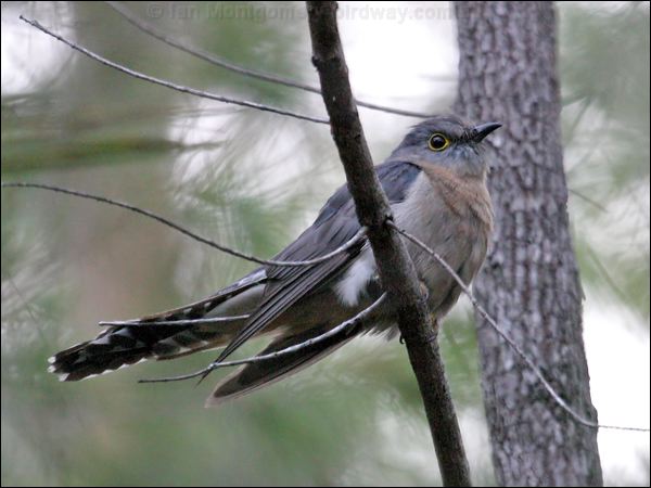 Fan-tailed Cuckoo fan_tailed_cuckoo_11768.jpg