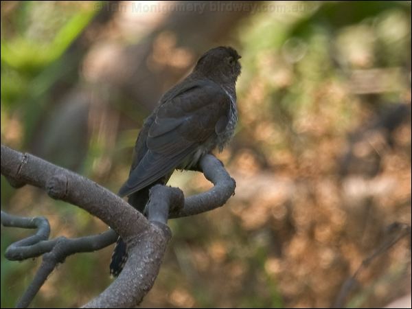 Fan-tailed Cuckoo fan_tailed_cuckoo_121375.psd