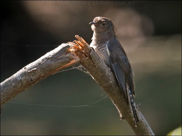 Fan-tailed Cuckoo fan_tailed_cuckoo_121406.psd