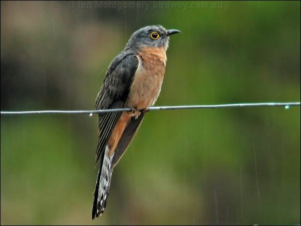 Fan-tailed Cuckoo fan_tailed_cuckoo_14546.jpg