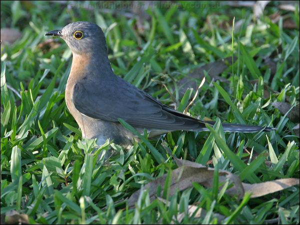 Fan-tailed Cuckoo fan_tailed_cuckoo_18661.jpg
