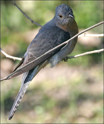 Fan-tailed Cuckoo fan_tailed_cuckoo_18669.jpg