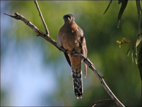Fan-tailed Cuckoo fan_tailed_cuckoo_20863.jpg