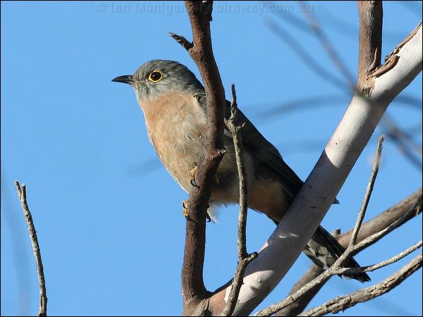 Fan-tailed Cuckoo fan_tailed_cuckoo_38350.jpg