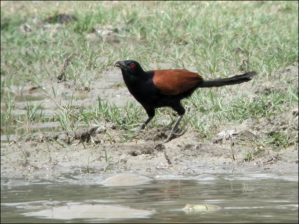 Greater Coucal greater_coucal_17705.jpg