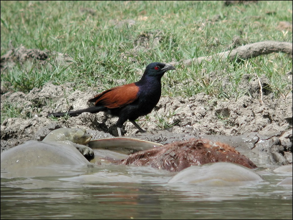 Greater Coucal greater_coucal_17709.jpg