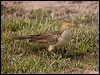 Thumbnail link to gallery of Guira Cuckoo