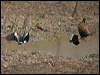 guira_cuckoo_203290