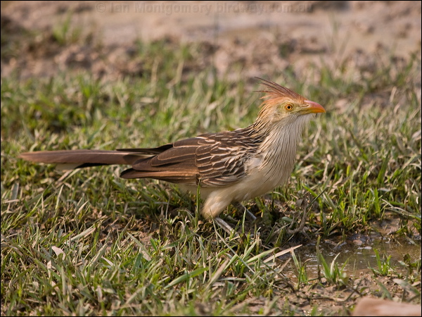 Guira Cuckoo guira_cuckoo_203242.psd