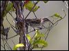horsfbronzecuckoo_105376