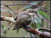 horsfbronzecuckoo_128499
