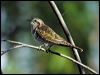 horsfieldsbronzecuckoo10399