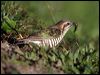 horsfieldsbronzecuckoo18691