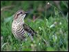 horsfieldsbronzecuckoo18716